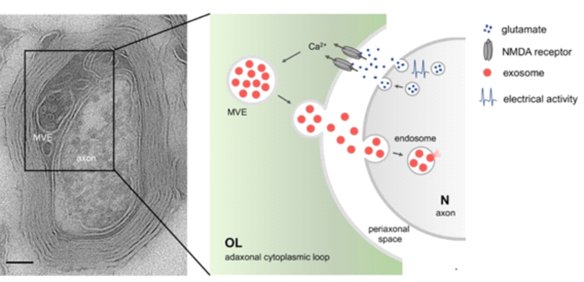 Extracellular vesicles in the oligodendrocyte microenvironment. Krämer-Albers EM. Neurosci Lett. 2020 Apr 23;725:134915. doi: 10.1016/j.neulet.2020.134915. Epub 2020 Mar 21. PMID: 32208226 Review. 